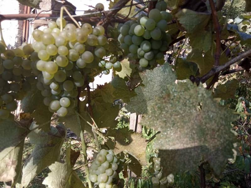 ,,რთველი-2020" ლეჩხუმში გრძელდება.ამჯერად მიმდინარეობს ,,ცოლიკოურის"რეალიზაცია